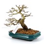 Premna japonica shohin bonsai - Szagos juhar