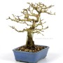 Premna japonica shohin bonsai
