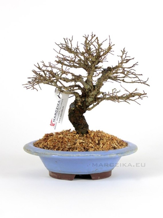 Ulmus parvifolia 'Corticosa' pre-bonsai 03
