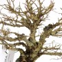 Ulmus parvifolia 'Corticosa' bonsai előanyag 03