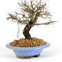 Ulmus parvifolia 'Corticosa' bonsai előanyag 03