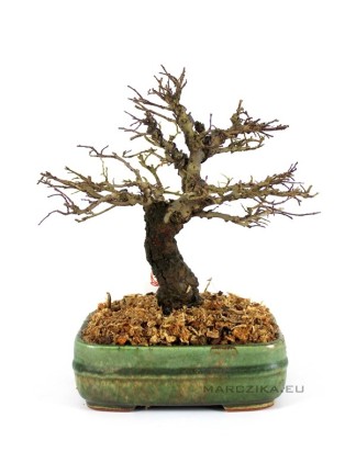 Ulmus parvifolia 'Corticosa' bonsai előanyag 06