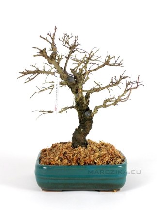 Ulmus parvifolia 'Corticosa' bonsai előanyag 04
