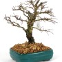 Ulmus parvifolia 'Corticosa' pre-bonsai 04