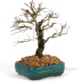 Ulmus parvifolia 'Corticosa' bonsai előanyag 04