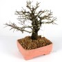 Ulmus parvifolia - Kínai szil shohin bonsai