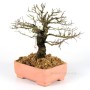 Ulmus parvifolia - Kínai szil shohin bonsai