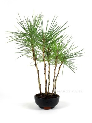 Japán feketefenyő shohin bonsai - Pinus thunbergii