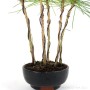 Japán feketefenyő shohin bonsai - Pinus thunbergii