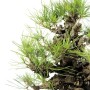 Pinus thunbergii 'Corticosa' bonsai 02.