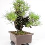 Pinus thunbergii 'Corticosa' bonsai 02.