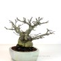 Photinia sp. Japanese sumo bonsai
