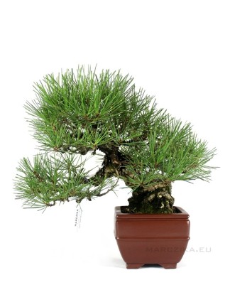 Pinus thunbergii 26 cm-es han kengai bonsai