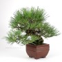 Pinus thunbergii 26 cm-es han kengai bonsai