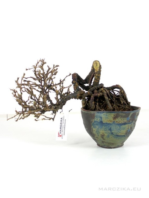 Caragana S.P. shohin bonsai