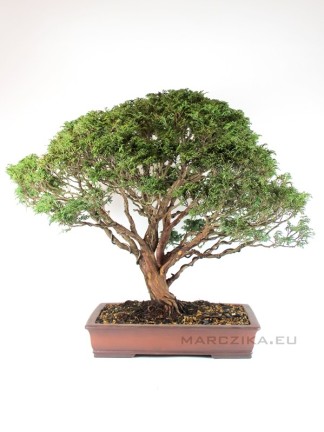 Chamaecyparis pisifera bonsai Japánból