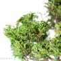 Chamaecyparis pisifera bonsai Japánból
