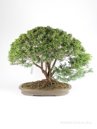 Chamaecyparis pisifera bonsai fa Japánból