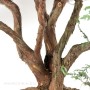 Chamaecyparis pisifera bonsai fa Japánból