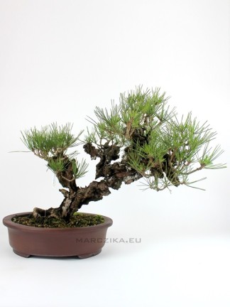 Pinus thunbergii 'Corticosa' bonsai 03.