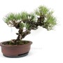 Pinus thunbergii 'Corticosa' bonsai 03.