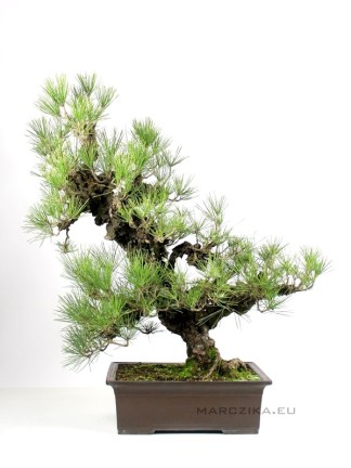 Pinus thunbergii 'Corticosa' bonsai 01.