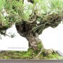 Pinus thunbergii 'Corticosa' bonsai 01.