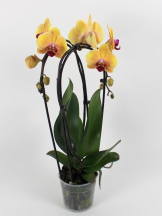 Phalaenopsis Solid Gold 2 száras 