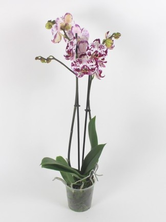 Phalaenopsis Bohemian Mondriaan