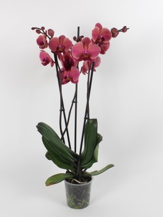 Phalaenopsis Narbonne 3 száras