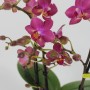 Phalaenopsis Multiflora Aromio 