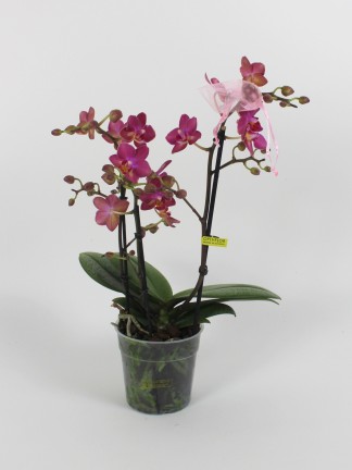 Phalaenopsis Multiflora Aromio 
