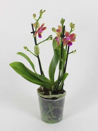 Phalaenopsis 3 száras
