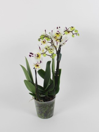 Phalaenopsis multiflora 3 száras