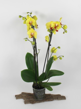 Phalaenopsis 3 virágszáras