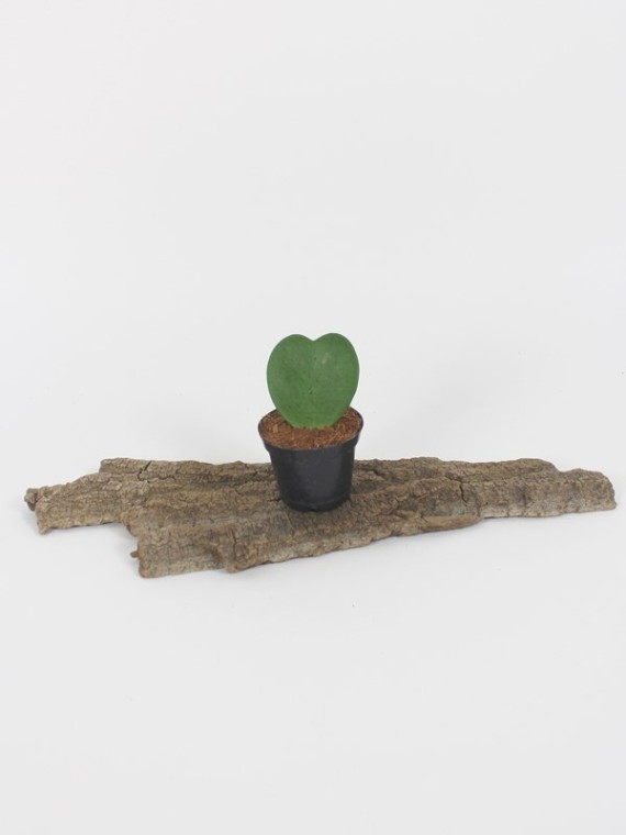Hoya kerrii- sweetheart plant