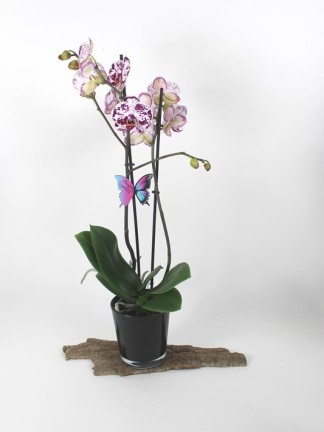 Virágzó orchideák