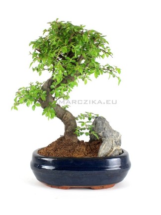 Ulmus parvifolia bonsai - Chinese elm in stone pot 20S (in 20 cm pot)