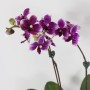 Phalaenopsis 2 száras hybrid