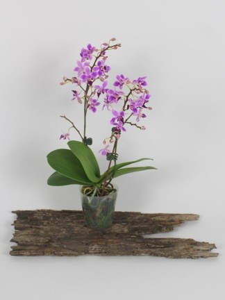 Phalaenopsis 2 száras elágazó  apró virágú