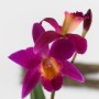 Cattleya Chian -Tzy Guiding CT Red top