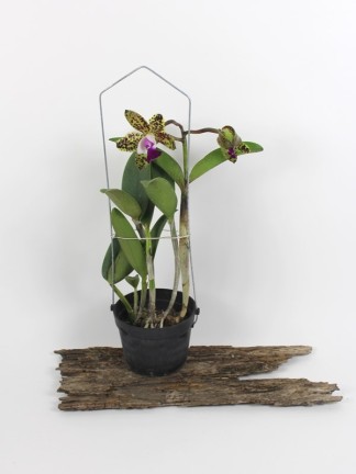 Cattleya Green Emerald 'Orchid Queen'