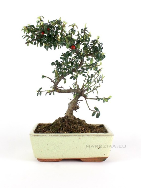 Madárbirs bonsai - Cotoneaster Sp. - 