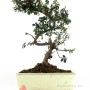 Cotoneaster bonsai - Cotoneaster Sp. - 