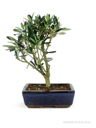 Olea europea - Olajfa bonsai