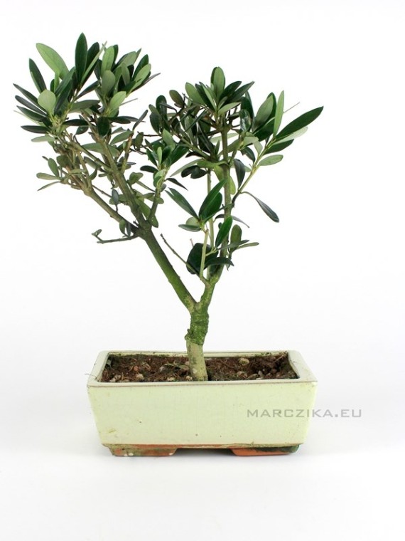 Olea europea - Olajfa bonsai 