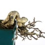 Celastrus Sp. shohin bonsai Japánból