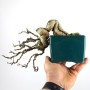 Celastrus Sp. shohin bonsai Japánból