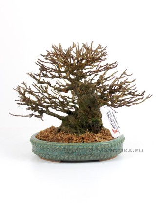 Acer buergerianum - Trident maple shohin bonsai 01.