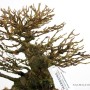 Acer buergerianum - Háromerű juhar shohin bonsai 01.